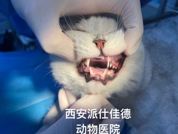 猫咪镶牙补牙！根管治疗！小猫咪牙齿撞断了！我们为其进行做好的保牙治疗！ 猫咪镶牙补牙、根管治疗！西安派仕佳德动物医院！小动物牙科医院！#西安#猫 #狗狗