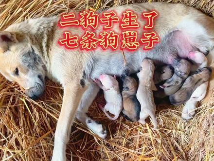 二狗子生小狗了，不过，这些小狗来的有点突然啊，母爱太伟大了。#田园犬 #狗崽 #狗妈妈 #家有中华田园犬 #母狗生产 #农村生活 #狗狗 #小奶狗成长记 