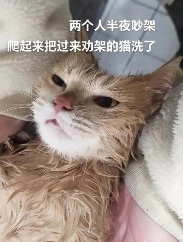 闲着也是闲着就给猫洗个澡吧