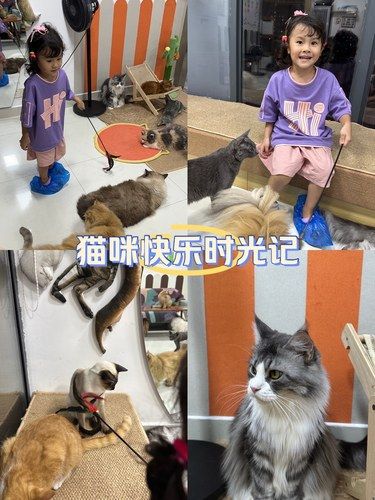 在锦云小区内的宝藏猫咖