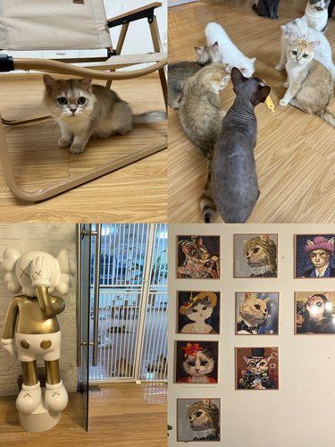猫咪欢乐时光