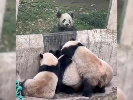 熊猫界最铁的顶流天团,四喜丸子组合,为何5岁了还能群居 #大熊猫四喜丸子 #熊猫 #国宝熊猫 #来这吸熊猫 #不止我一个想rua大熊猫