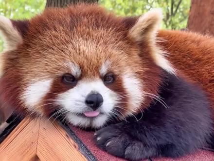 小熊猫糯叽叽,干脆面贱兮兮,爱哭鼻子的小熊猫有多窝囊 虽然小熊猫看上去性格有点窝囊,可实际上它也是真窝囊,就连自己的名字都守不住,小熊猫因为长得猫咪的身材棕熊的脸,所以以前名字就叫熊猫#小熊猫 #动物科普 #熊猫
