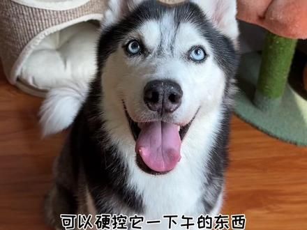 今天硬控哈士奇40分钟~ #万物可爱计划 #宅家治愈记