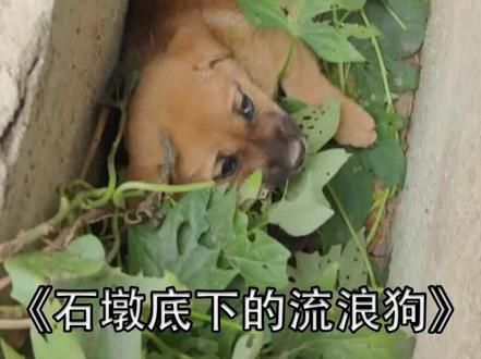 在石墩下遇到一只流浪狗,狗狗比较凶残,小哥能把狗狗带回家领养吗?#我和流浪狗的故事 #狗狗 #捡到狗后续