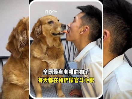 全网最有心机的狗子,每天都在和铲屎官斗心眼#金毛 #养狗的乐趣 #萌宠出道计划 #狗狗的心思都写在脸上了