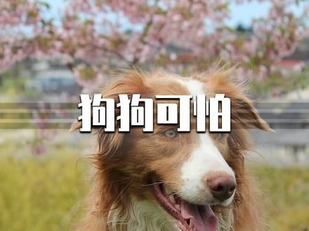 狗狗的舌头有多可怕,一探究竟! #科普一下 #涨知识