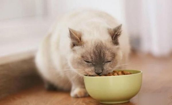 猫干粮哪个牌子值得买，猫干粮性价比排行榜前十名！-有驾
