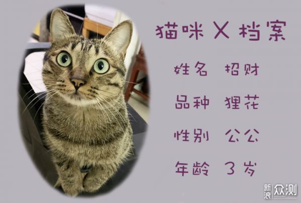 国产崛起，三只小宠无谷猫粮，高肉才是硬道理_新浪众测
