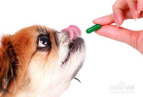 狗狗零食如何选择？