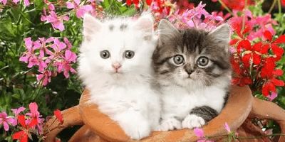养猫app