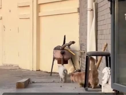 #流浪猫救助 #流浪猫