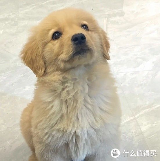 养狗生活篇:情感与寄托