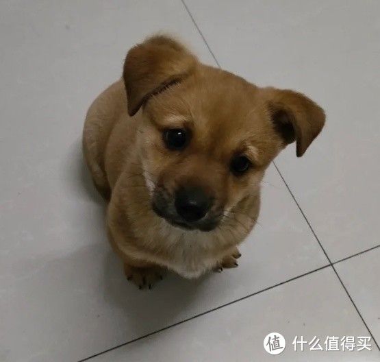 养狗生活篇:情感与寄托