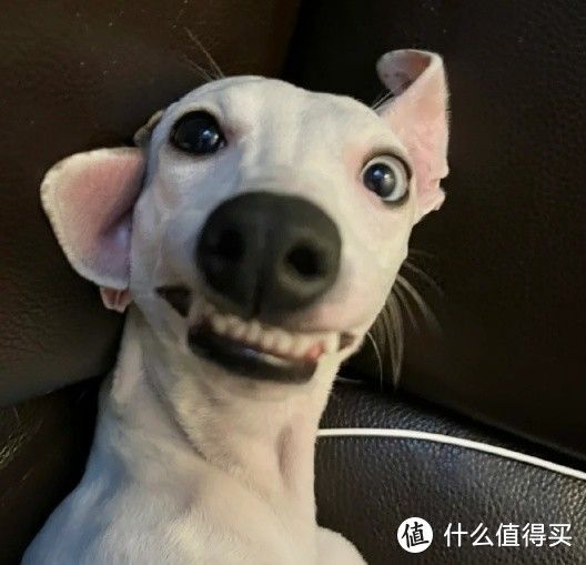 养狗生活篇:情感与寄托