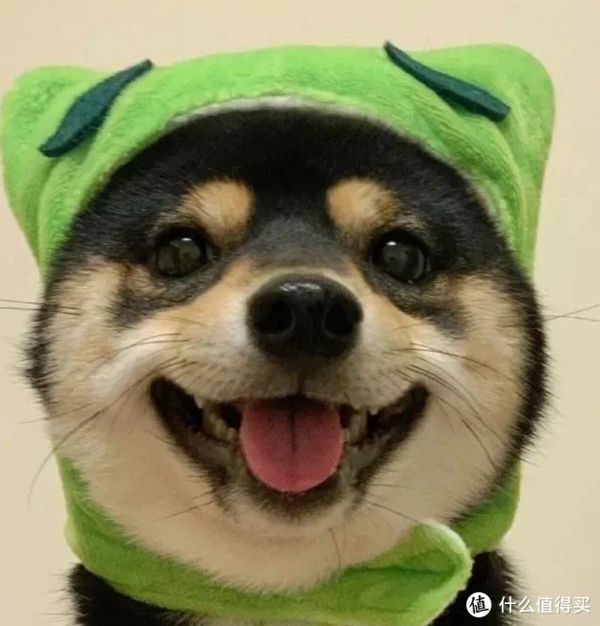 养狗生活篇:情感与寄托