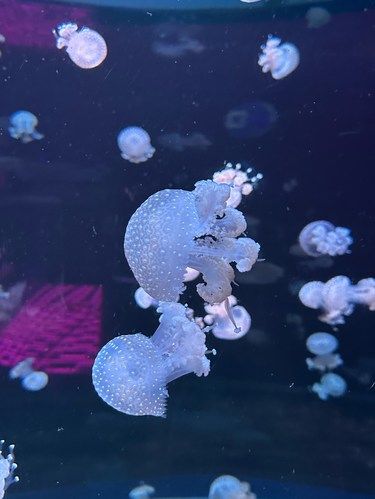 水母很梦幻～很有日漫的感觉
