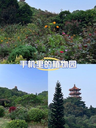 深圳罗湖|仙湖植物园