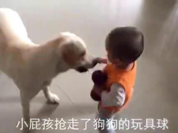 狗狗抢走宝宝的玩具后弄得宝宝哇哇大哭，最后狗狗的做法好暖心