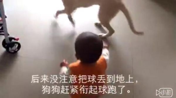 狗狗抢走宝宝的玩具后弄得宝宝哇哇大哭，最后狗狗的做法好暖心