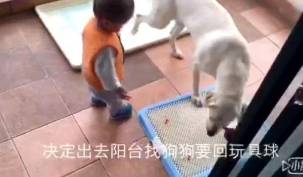 狗狗抢走宝宝的玩具后弄得宝宝哇哇大哭，最后狗狗的做法好暖心