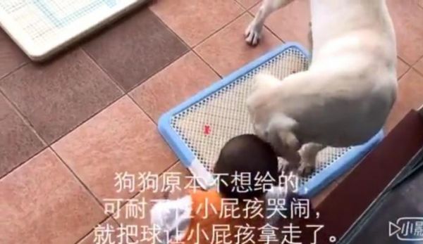 狗狗抢走宝宝的玩具后弄得宝宝哇哇大哭，最后狗狗的做法好暖心