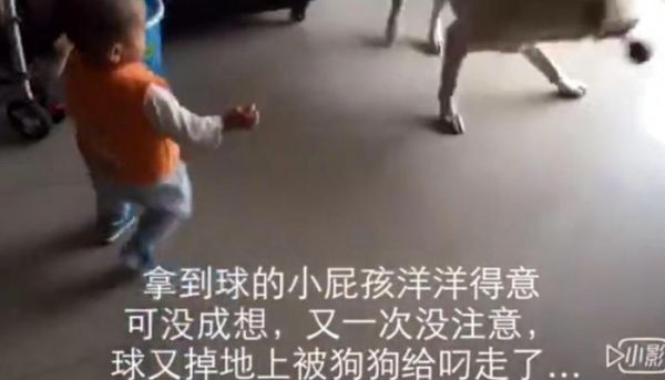 狗狗抢走宝宝的玩具后弄得宝宝哇哇大哭，最后狗狗的做法好暖心