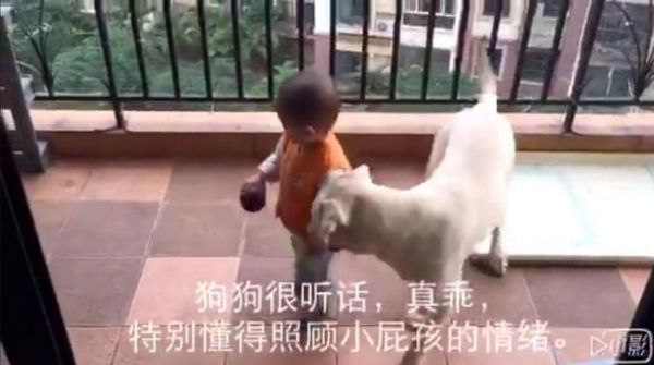 狗狗抢走宝宝的玩具后弄得宝宝哇哇大哭，最后狗狗的做法好暖心