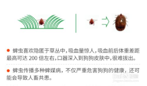 宠物预防寄生虫