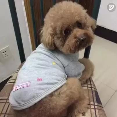 为什么不能喂狗吃生肉? 宠物吃生肉会有什么影响?！