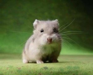 仓鼠亚科