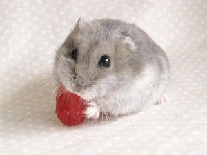 仓鼠亚科