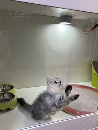 又来宠物店撸猫啦！