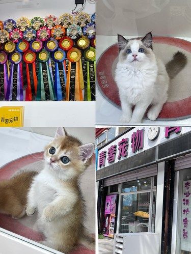 长春还有这么可爱的猫舍啊！