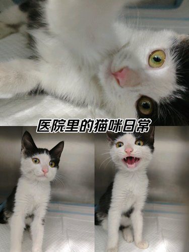 诺威铂琅峯
