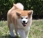 杭州宠物狗杭州犬舍杭州狗场买狗卖狗纯种秋田犬秋田狗