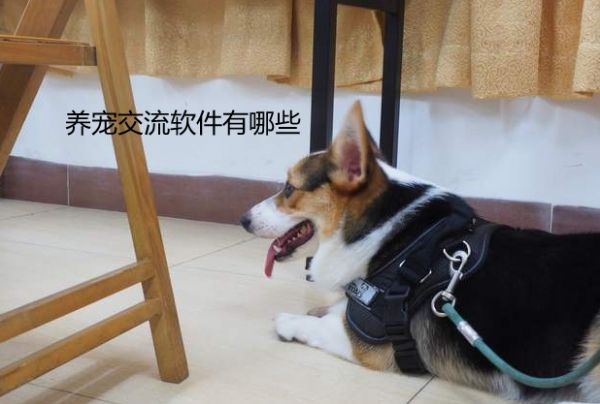 养宠交流软件有哪些