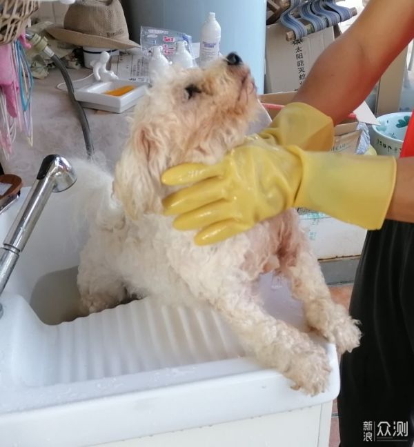益生菌清洁护理 宠宝毛发闪亮光_新浪众测