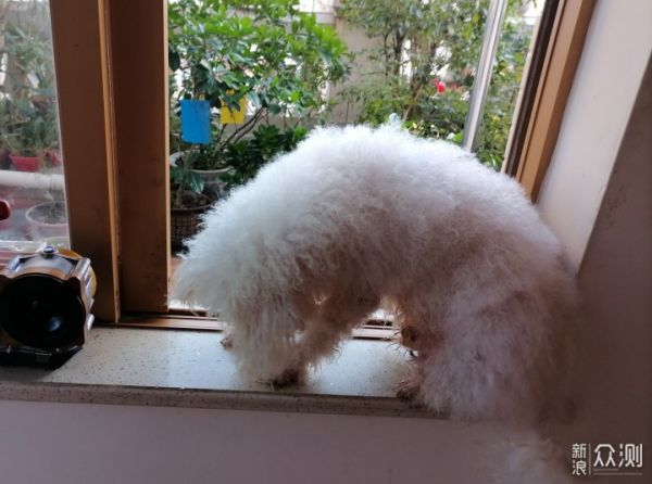 益生菌清洁护理 宠宝毛发闪亮光_新浪众测