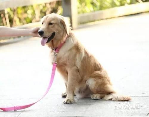 狗狗动作怎么训练？