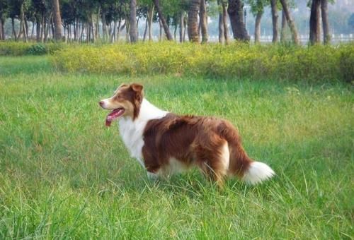 训练狗狗