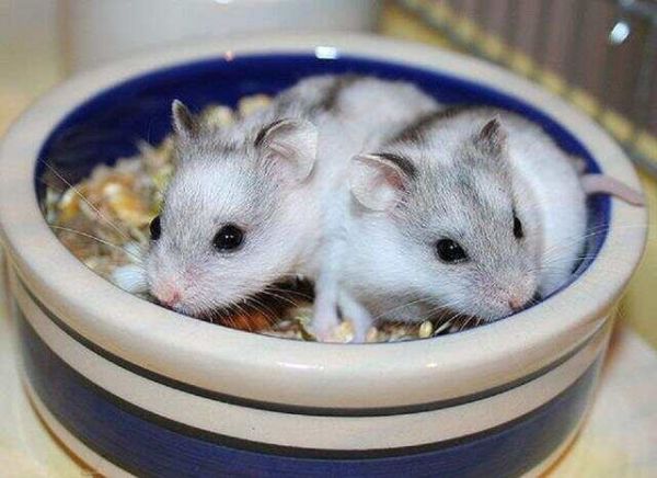 7种常见的宠物仓鼠，第5种国内几乎没人养，第7种其实不算仓鼠