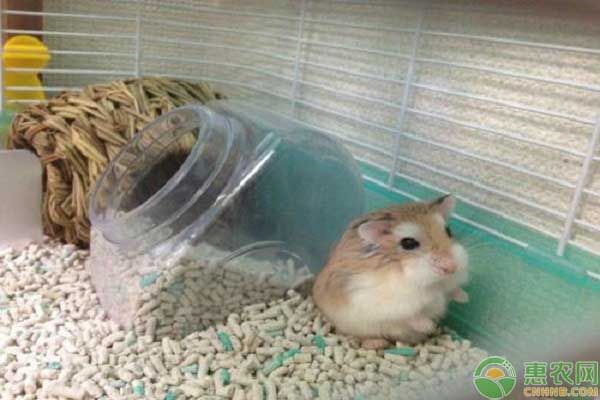 宠物仓鼠的品种有哪些?它们的外形特征和性格是怎样的?