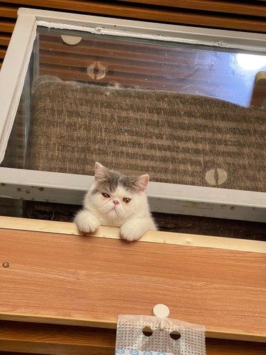 猫咪萌瞬间速递