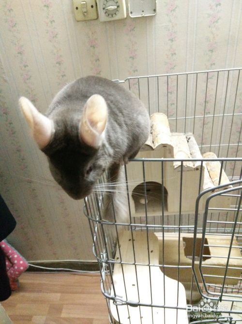 怎样养宠物龙猫