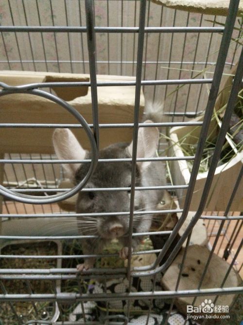 怎样养宠物龙猫