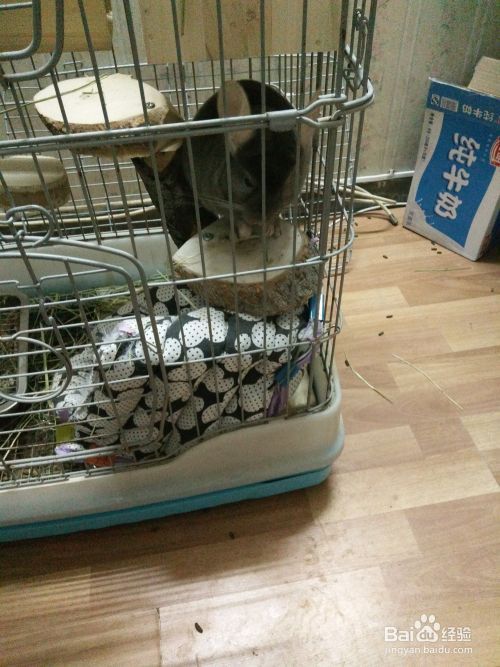 怎样养宠物龙猫