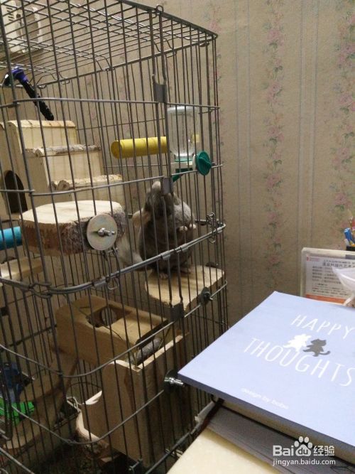 怎样养宠物龙猫