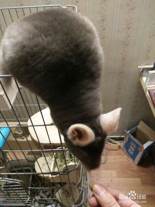 怎样养宠物龙猫