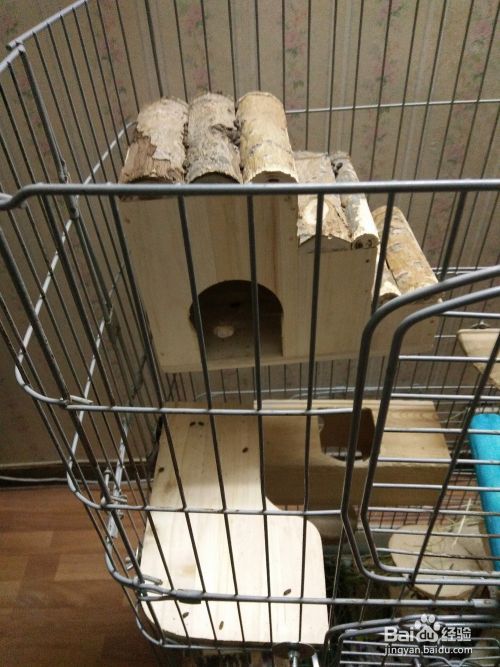 怎样养宠物龙猫